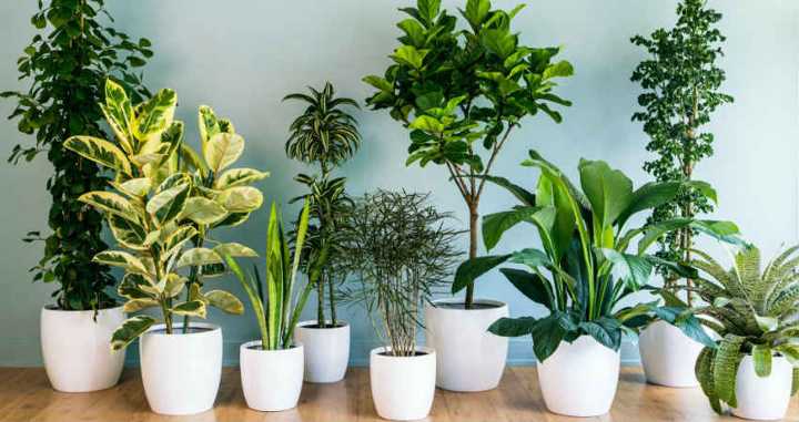 Bring 16 Best Indoor Plants to Improve Home Beauty & Air Quality