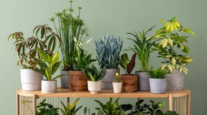 5 Plants that combat Air Pollution and keep your home fresh